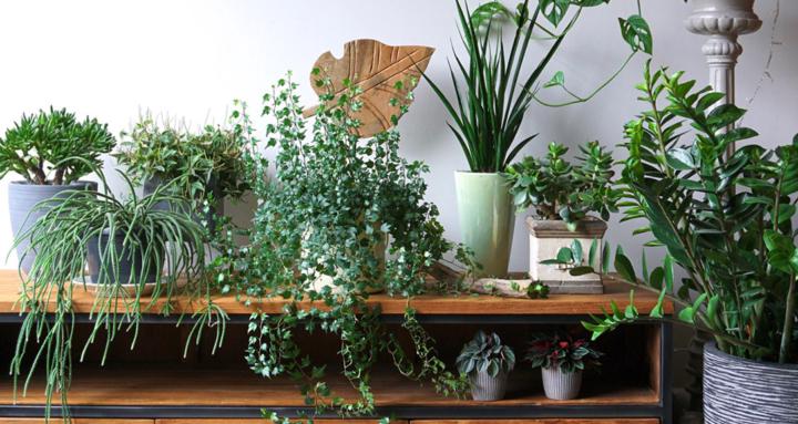Houseplant Enthusiasts